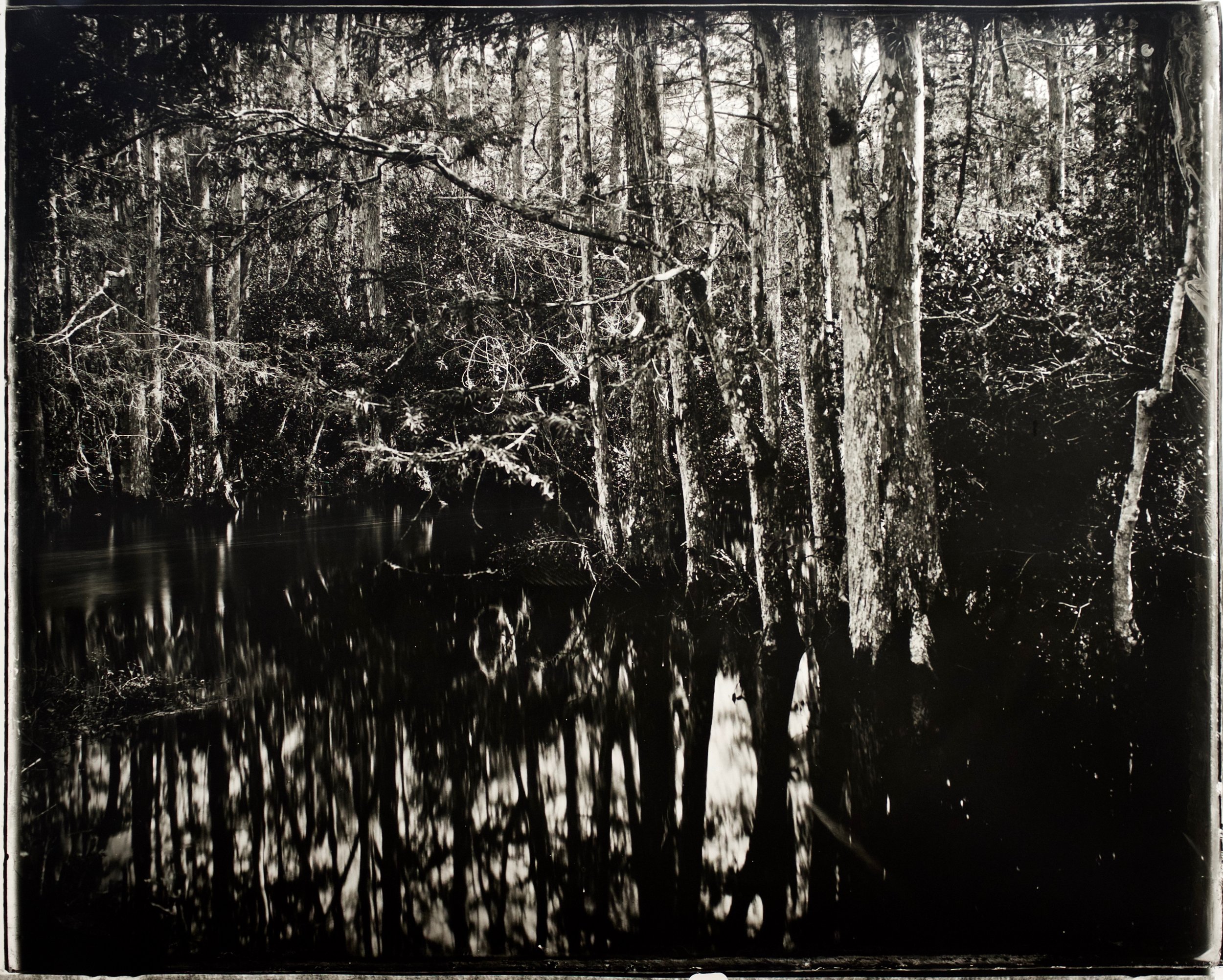 Reverse Focus Everglades 37 in. x 30 in., collodian negative hand printed on Fomatone paper, 2018. 2018-21.jpg