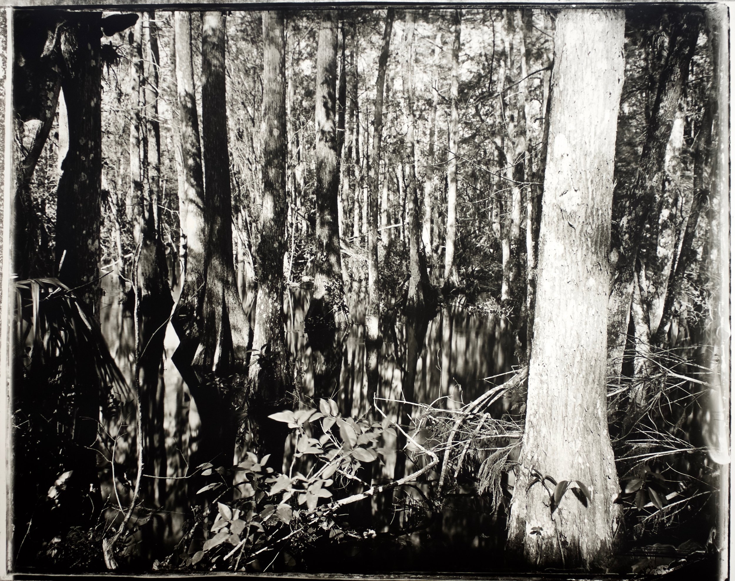 Ghost Tree 37 in. x 30 in., collodian negative hand printed on Fomatone paper, 2018. 2018-22.jpg