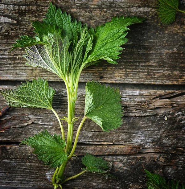 Nettle tops.jpg
