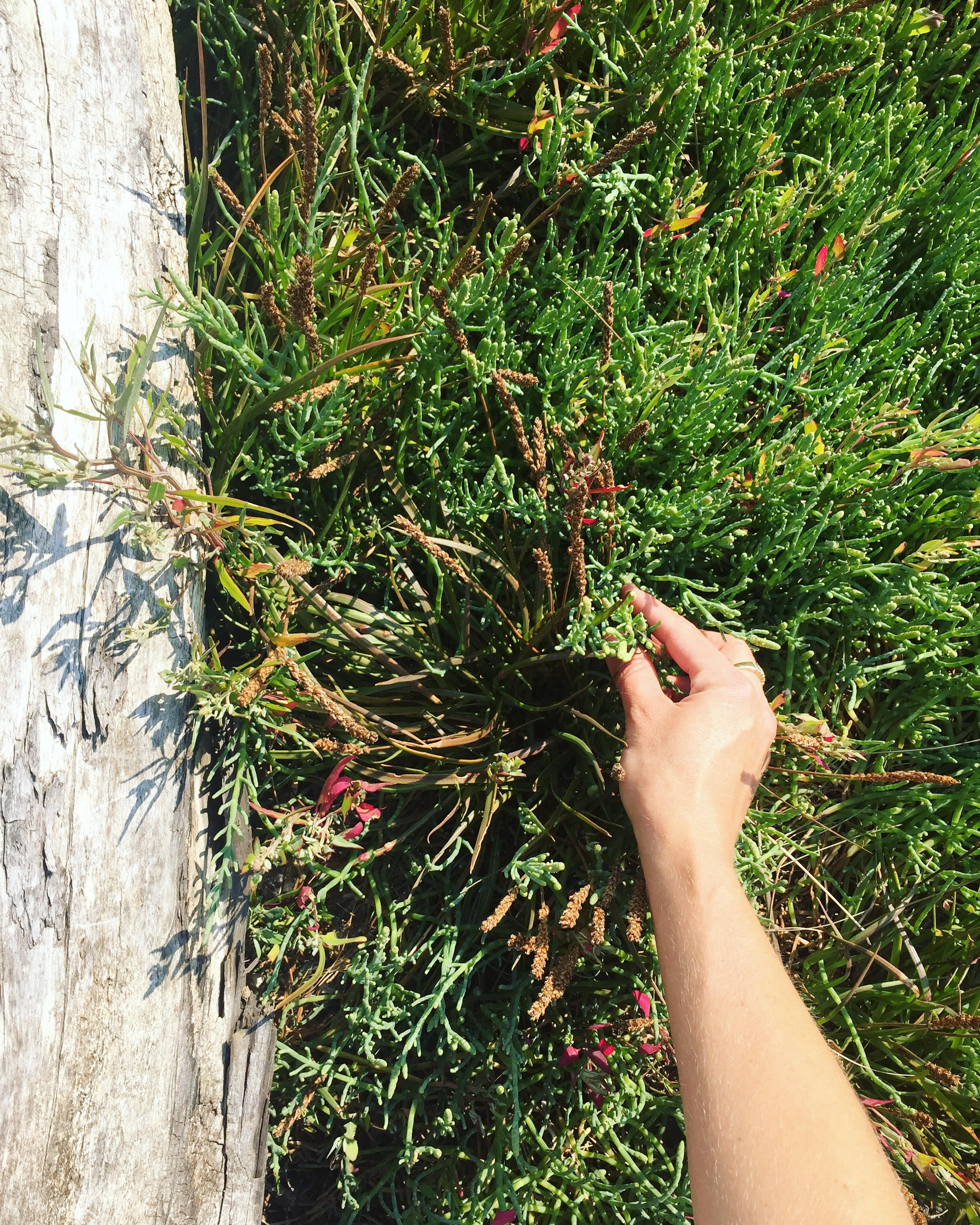 sea asparagus.jpg