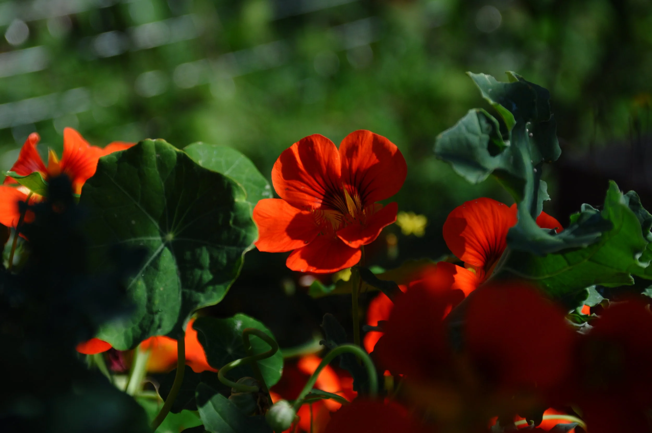 Nasturtium Infused Vinegar