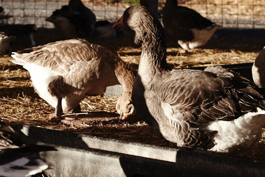 Making of "Pecking"