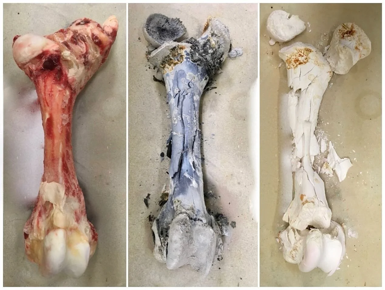 Grass-fed cow femur calcination triptych
animal <&mdash;&mdash;> mineral

#grassfedbonechina #material #matter #effectsoffarmingpracticesandanimalhusbandryonthematerialpropertiesofbonechina #ceramics