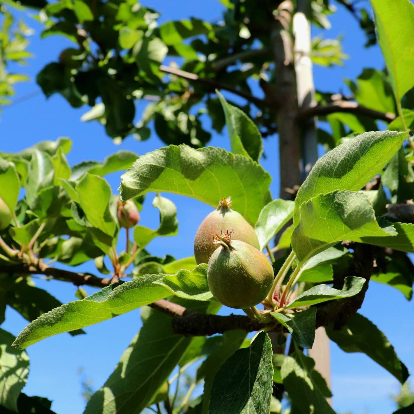 We don&rsquo;t want to brag, but our babies sleep through the night, and they are never crabby! Check out these sweet little (type) apples that are just starting to show on our trees. Won't be long until they're full grown and moving out!
.
.
.
#Appl