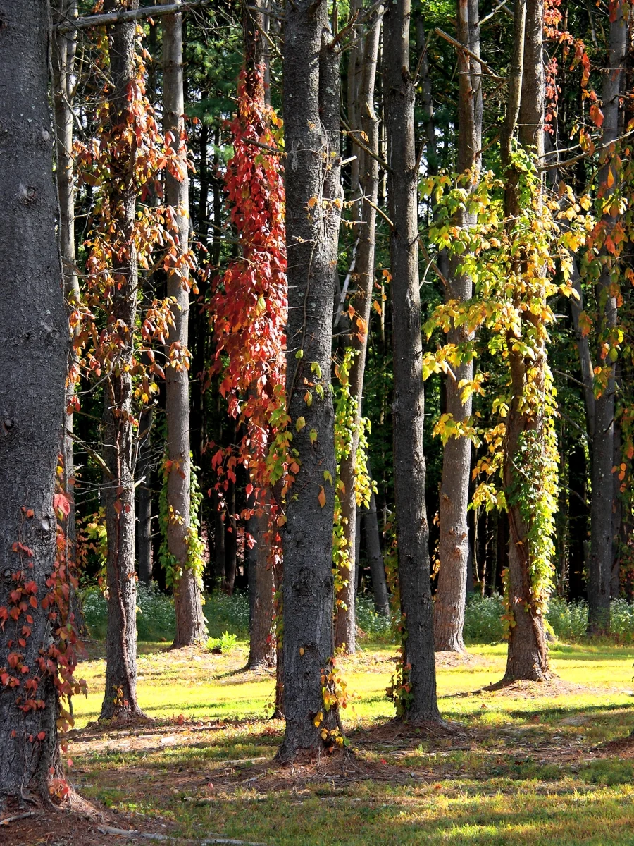 03_Late Autumn.jpg