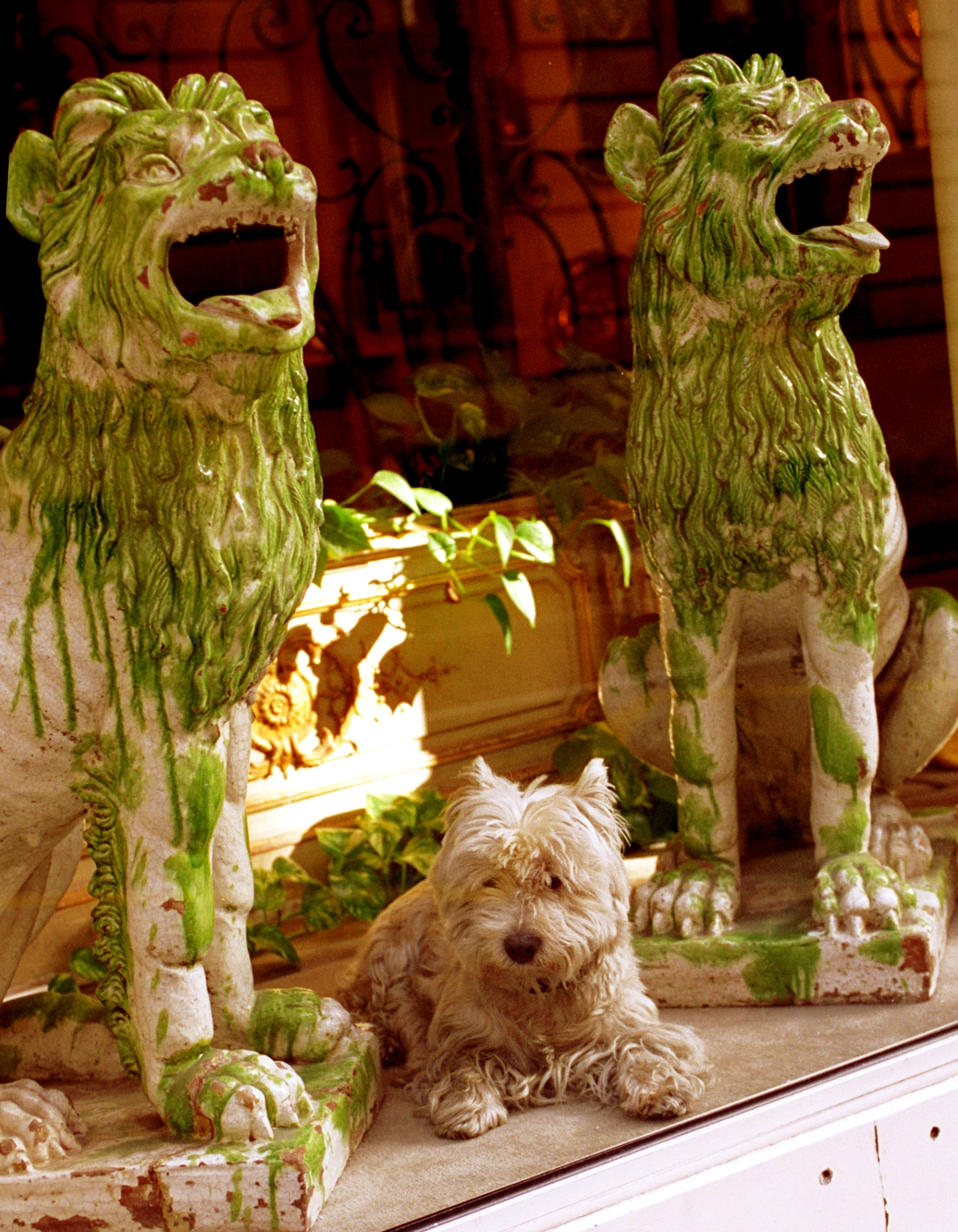 942 - Left Bank Doggie in the Window .jpg