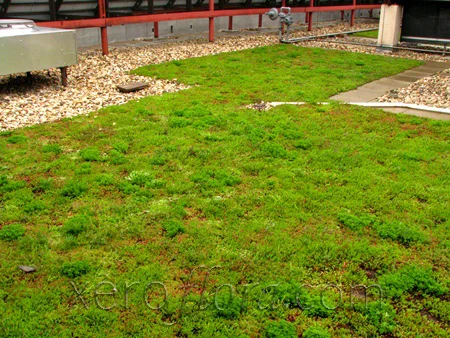 Xero-Flor-Green-Roof-Projects-Water-Environment-Fed-Bu-2.jpg