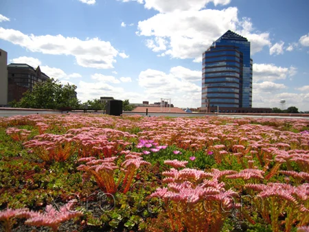 Xero-Flor-Green-Roof-Projects-RigsbeeHQ-04.jpg