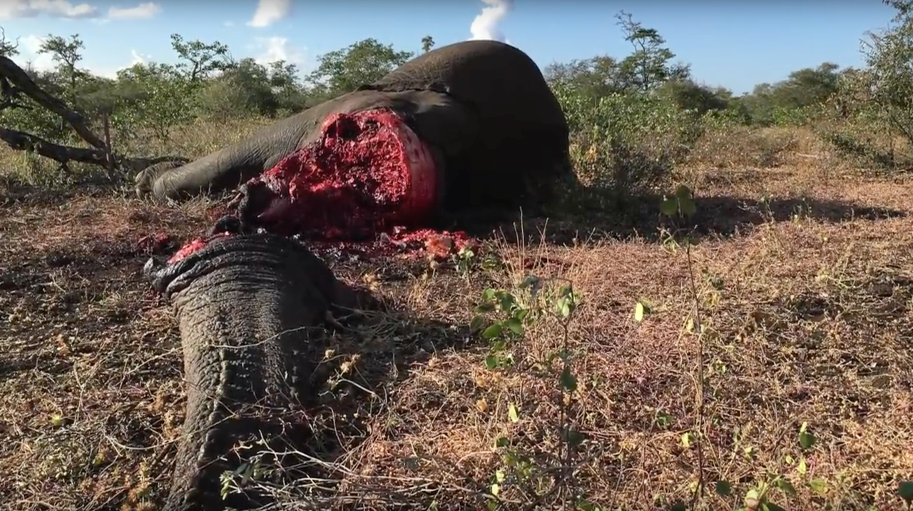 Elephants are being poached at a staggering rate across Africa and the protective agencies need support.