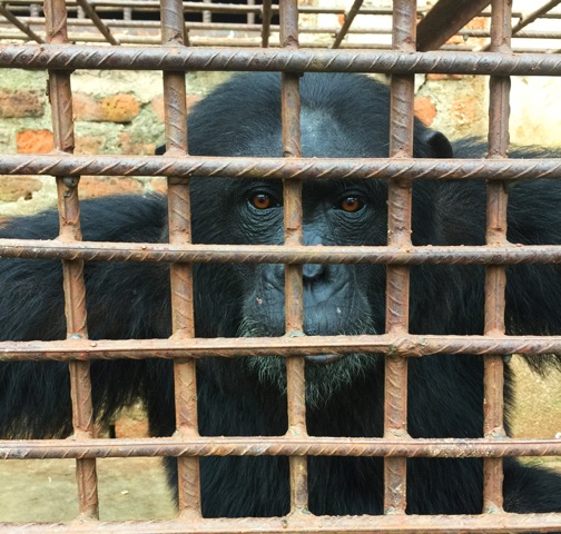 Too intelligent to be caged. The live chimpanzee trade is sadly also alive.