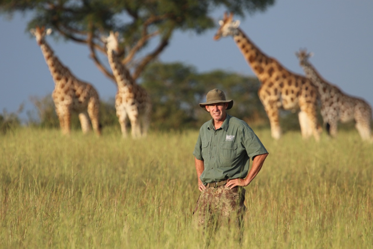 Thanks to exceptional anti-poaching efforts as well as perfect habitat, the giraffes here, (Rothschilds) in Murchison Falls National Park are incredibly successful. This is a park that was totally ravaged by rebels and poaching a few decades ago and it is truly remarkable the volume of wildlife that's here. Well done to UWA (Uganda Wildlife Authority) for incredible conservation efforts.