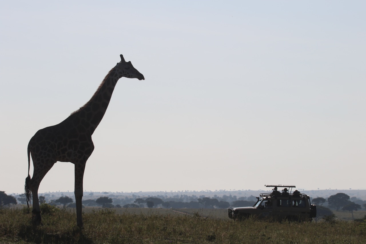 Early morning giraffe! I sincerely hope that this kind of sight and experience will endure into the next generation. We have spent a significant amount of time with Julian Fennessy this year in three different giraffe locations and I have learned a lot about what's actually going on with giraffes in Africa today. It's an iconic species that we all love and yet take for granted - already extinct in seven African countries where they used to abound. With the work of GCF, (The Giraffe Conservation Foundation) they have hope, and lots of it. With our support Julian and his team will be able to help them thrive into the future.