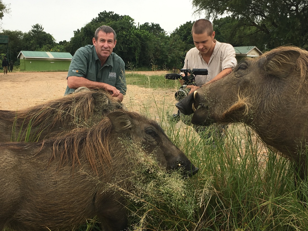 Completely habituated warthogs at the Nile river ferry crossing in Murchison Falls National Park in Uganda! Great opportunity for some closeup shots!