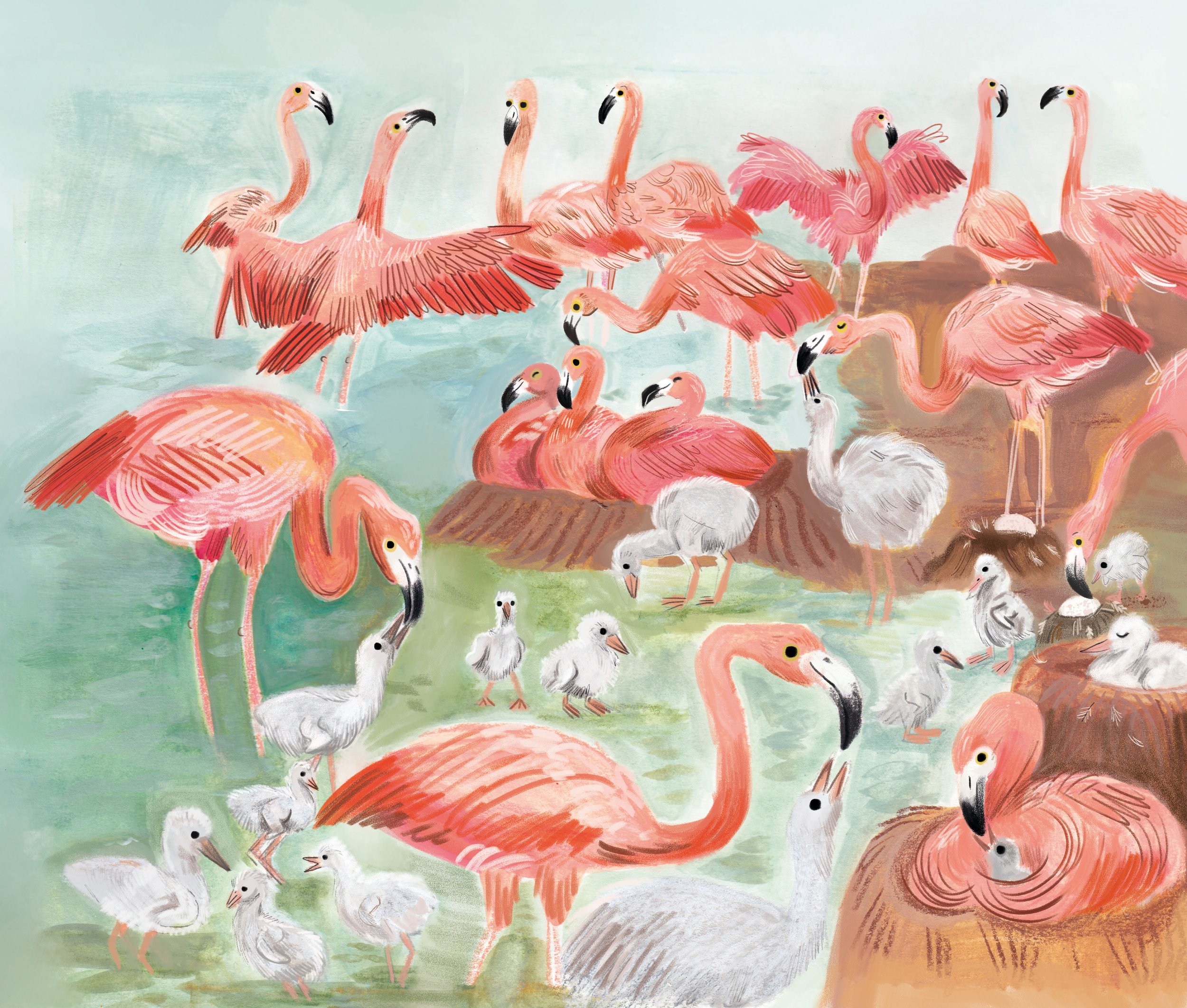 AnimalMealtime_Flamingoes.jpg