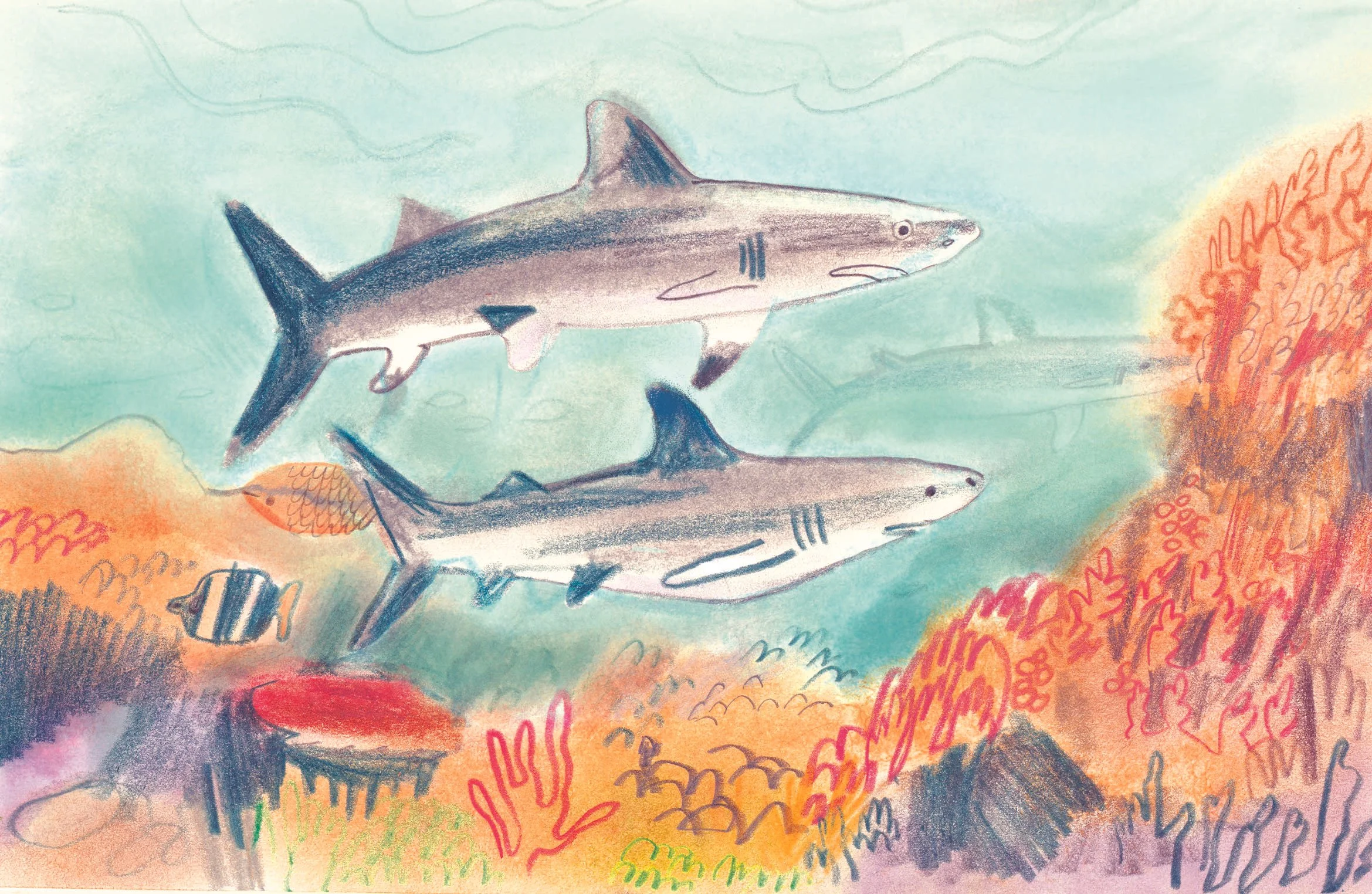 Anneli_Bray_Reef_Sharks.jpg