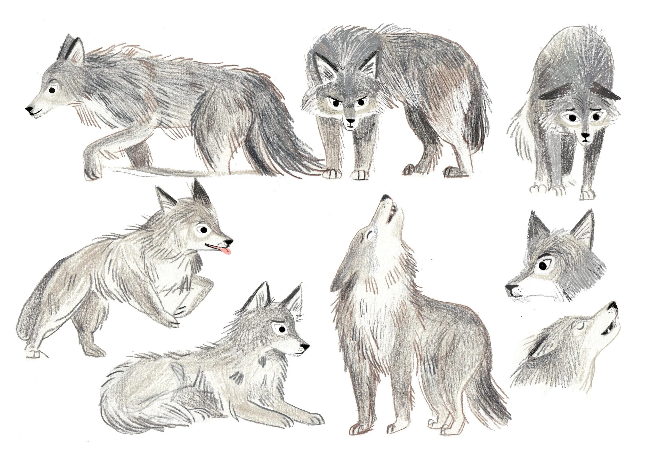 Young_wolf_adult copy.jpg