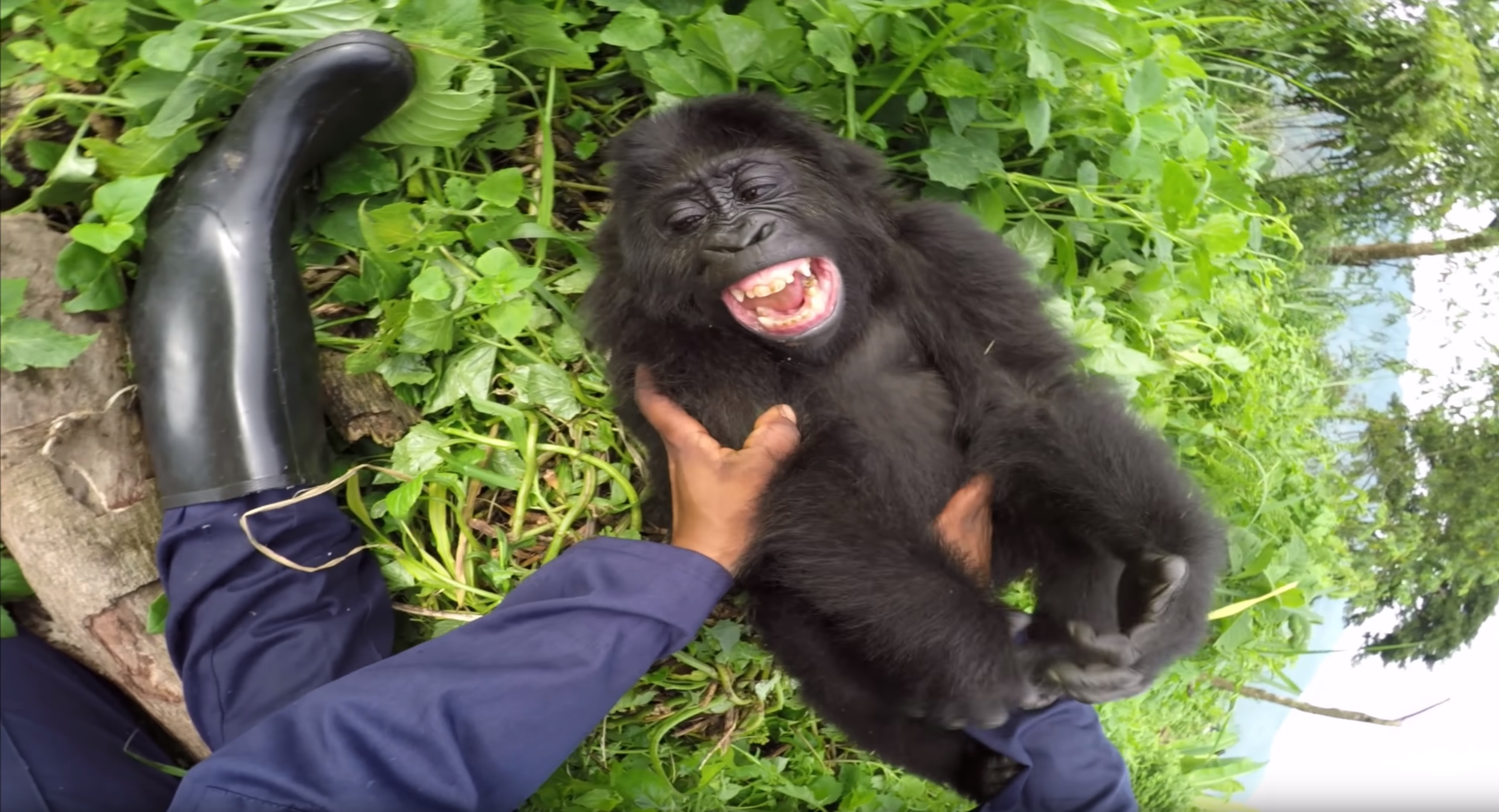 GoPro: Gorilla Tickling at the GRACE Center