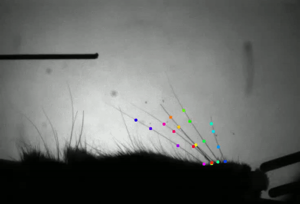 dlc-whisker-andrew.gif