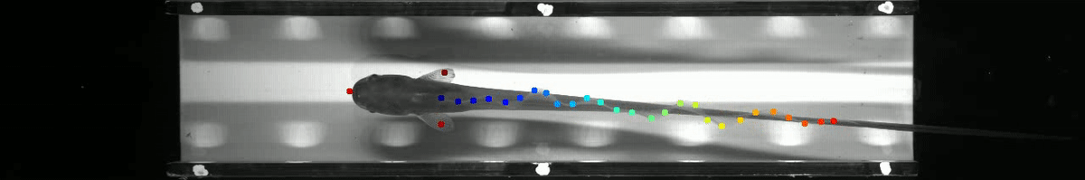 glassfishfin.gif