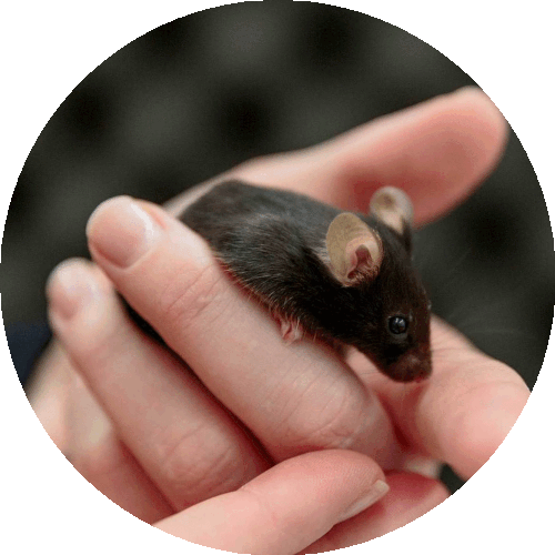 natural cognition in mice 