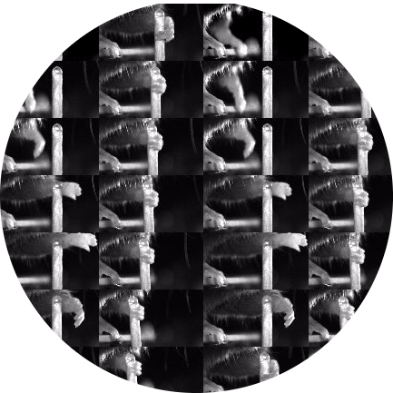 The Mathis Lab of Adaptive Intelligence