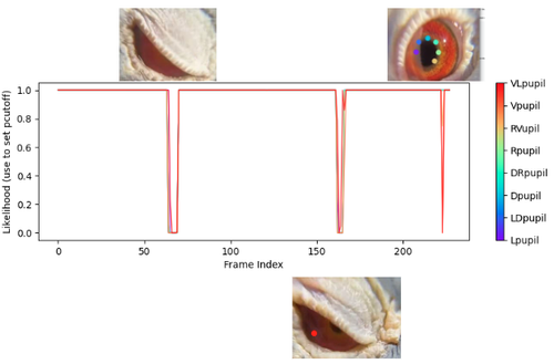 6 pigeion eyes tracked with deeplabcut