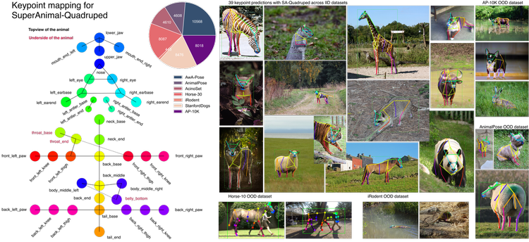 DeepLabCut — The Mathis Lab of Adaptive Intelligence