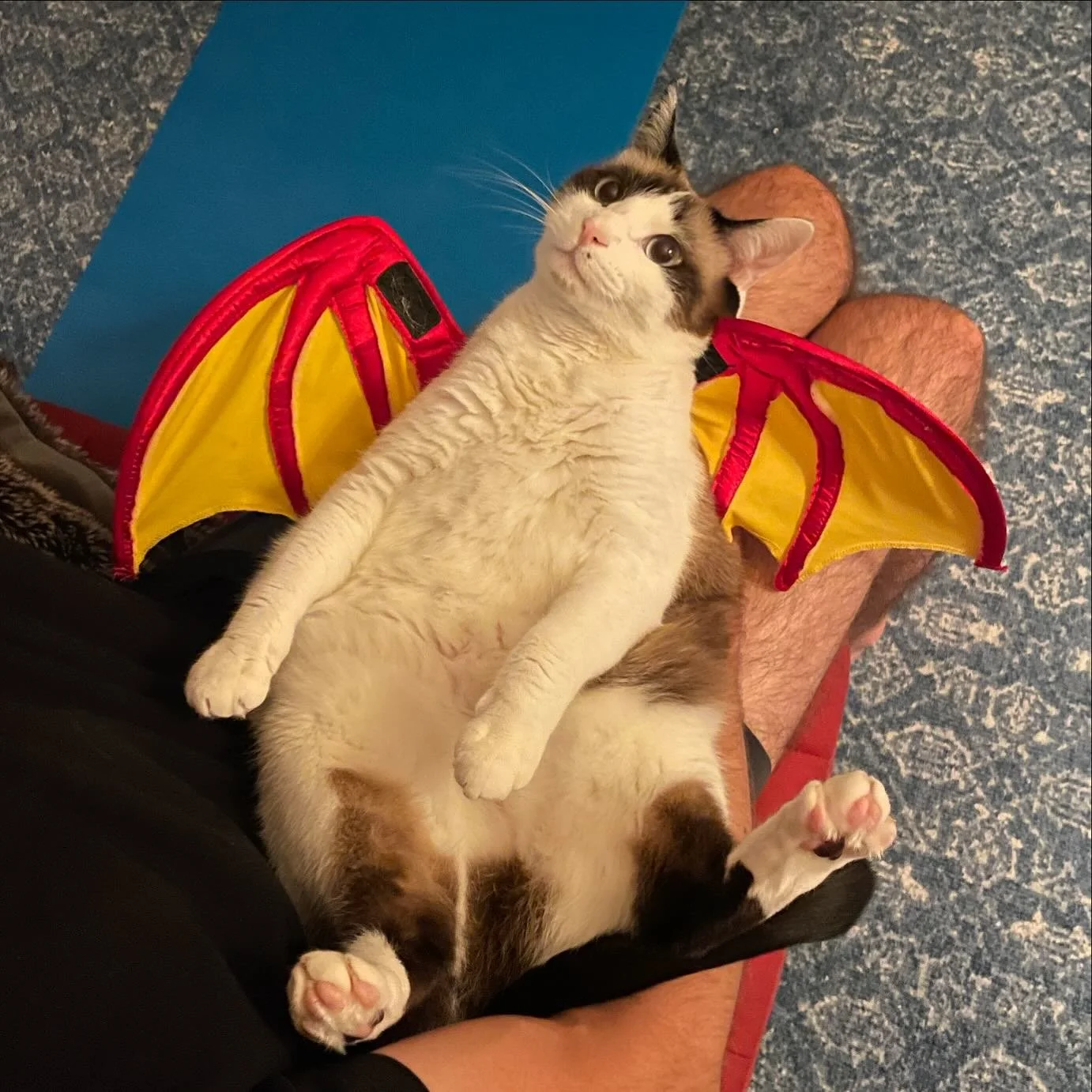 @jonathangrubb dressed up the cat.