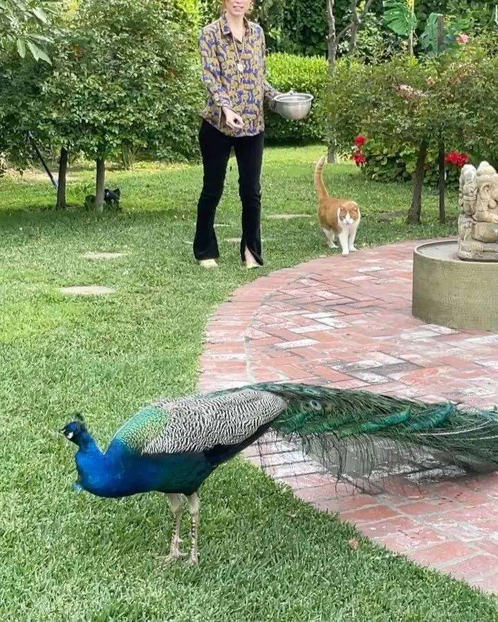 All hail the summer of Padrino the Peacock.