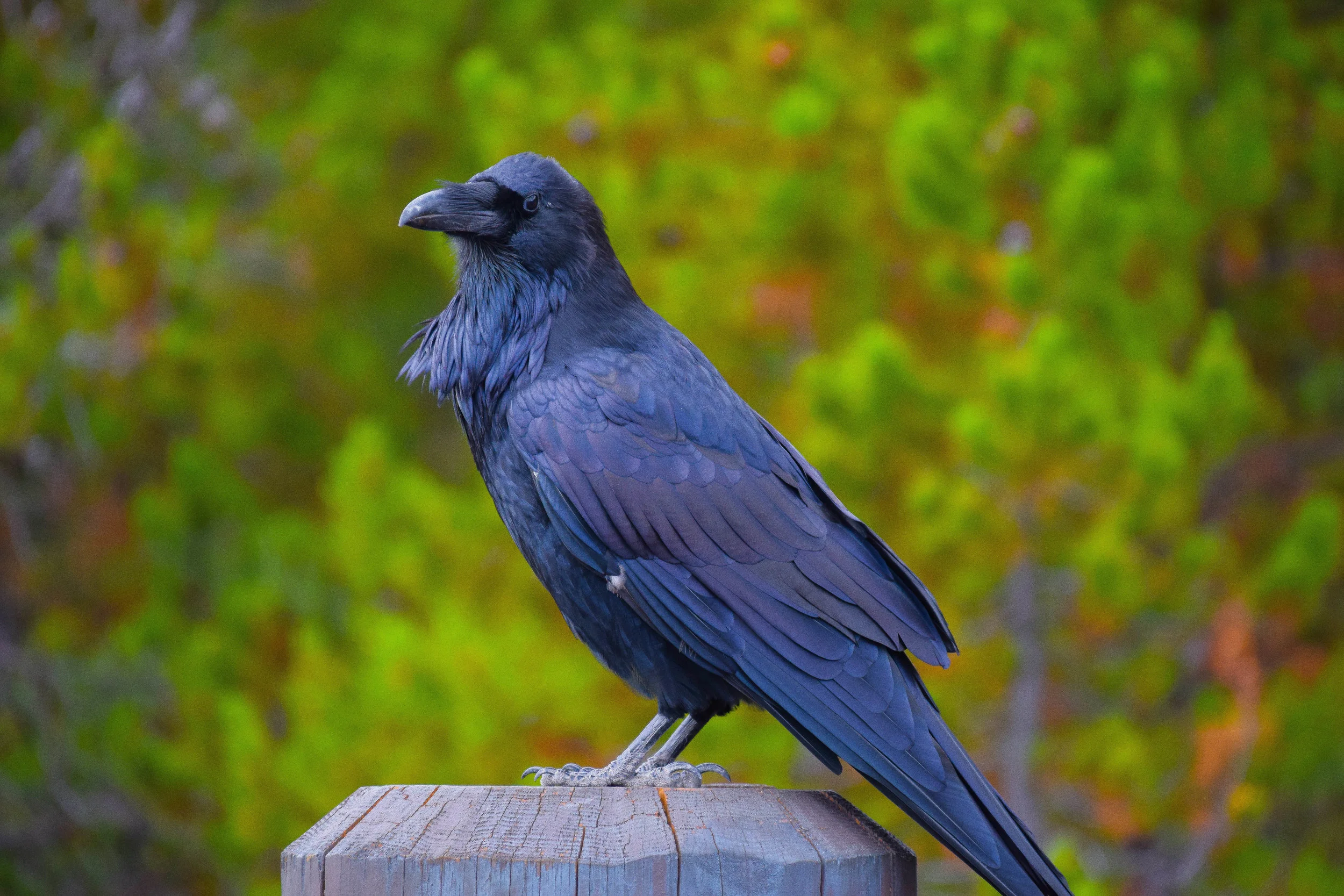 Yellowstone Raven.jpg