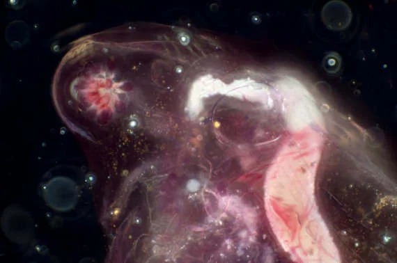 daphnia.jpg