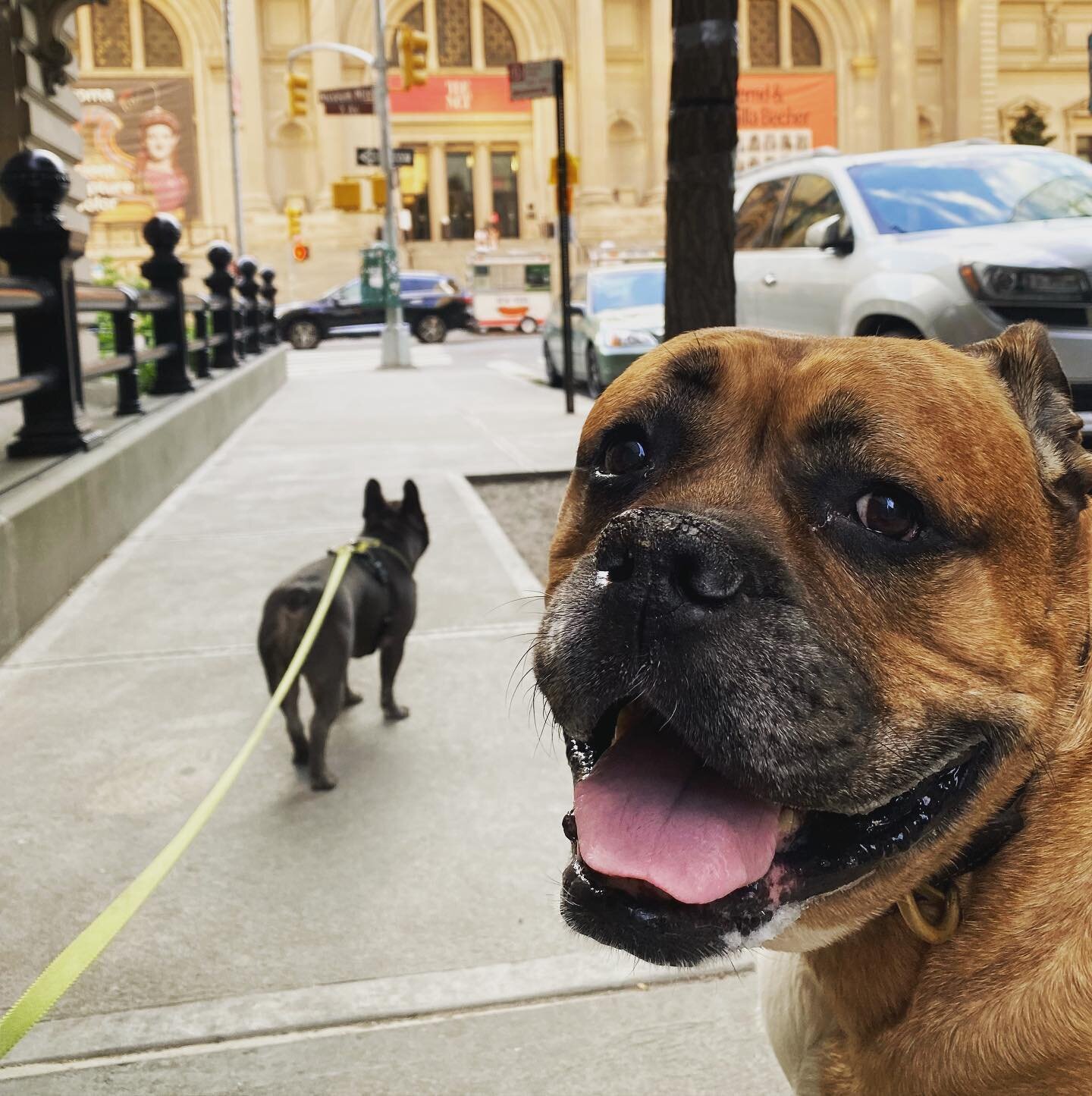 We find our places, we carve out own little holes. I worried (and cried) about these dog-reactive, large personal-bubble, parent guarding, old and set-in-their-ways beasts moving to the city. I can't keep away small snapping dogs or strangers reachin