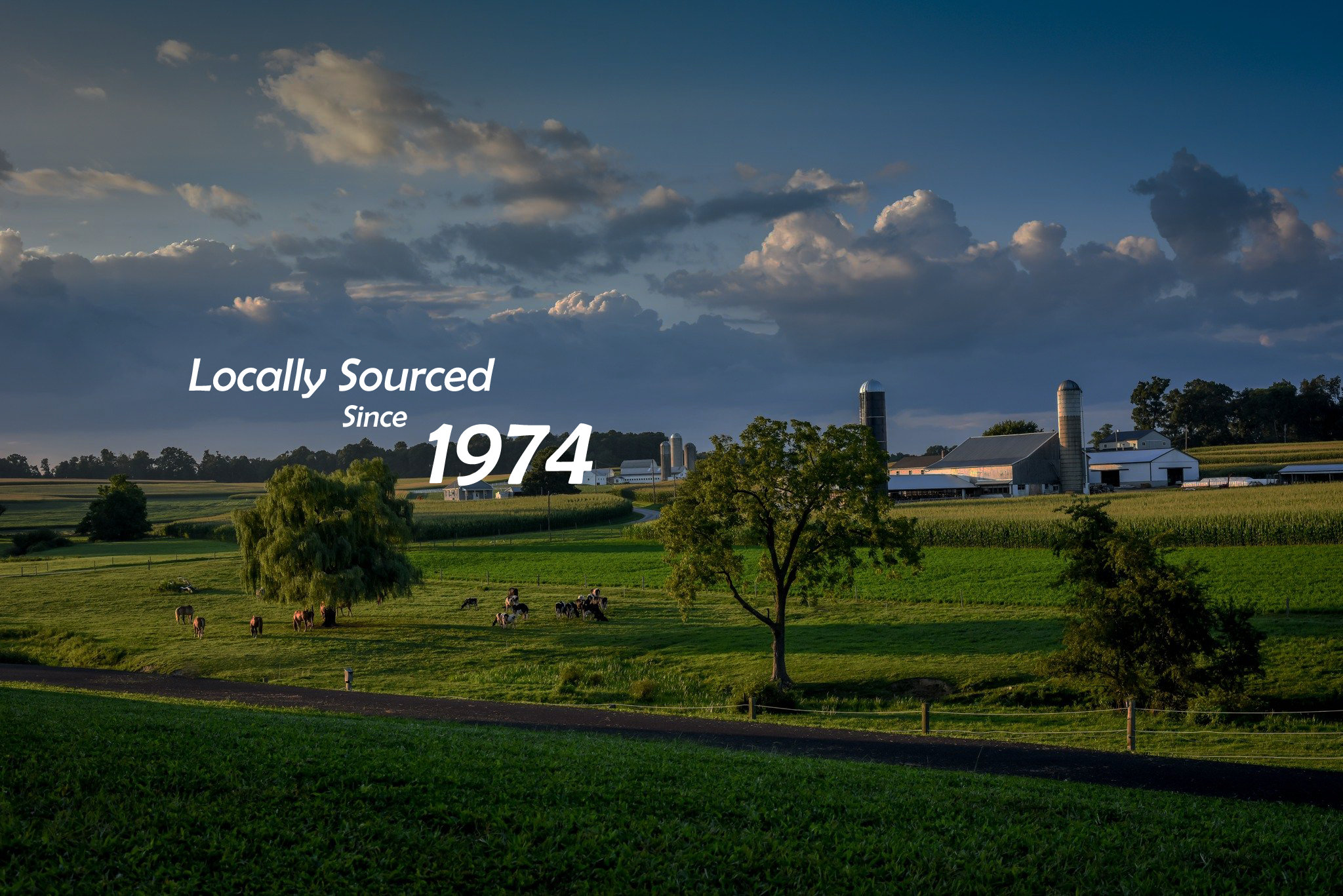 banner with no logo.png