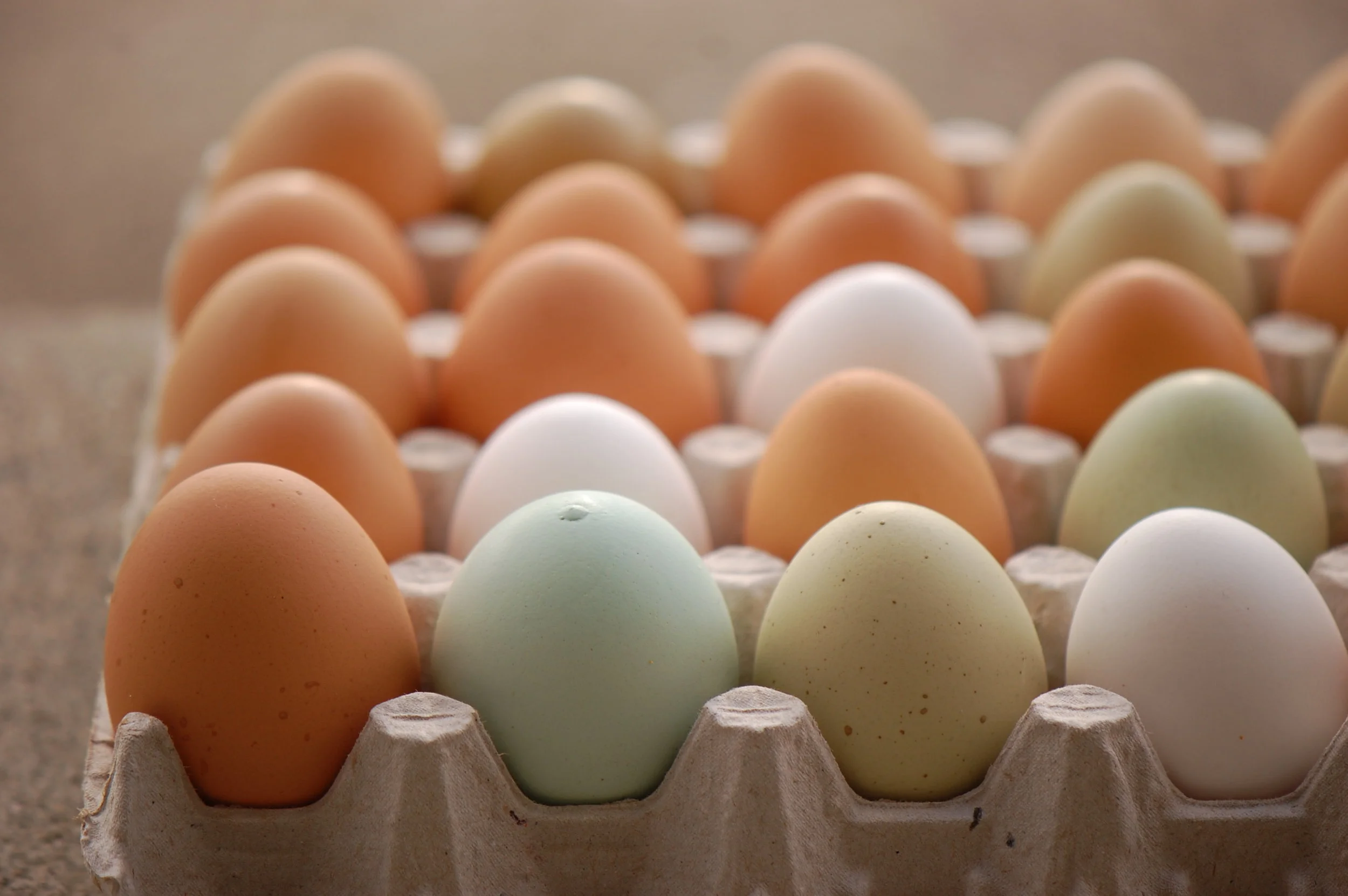 LindleuGrey- Good Ole Eggs