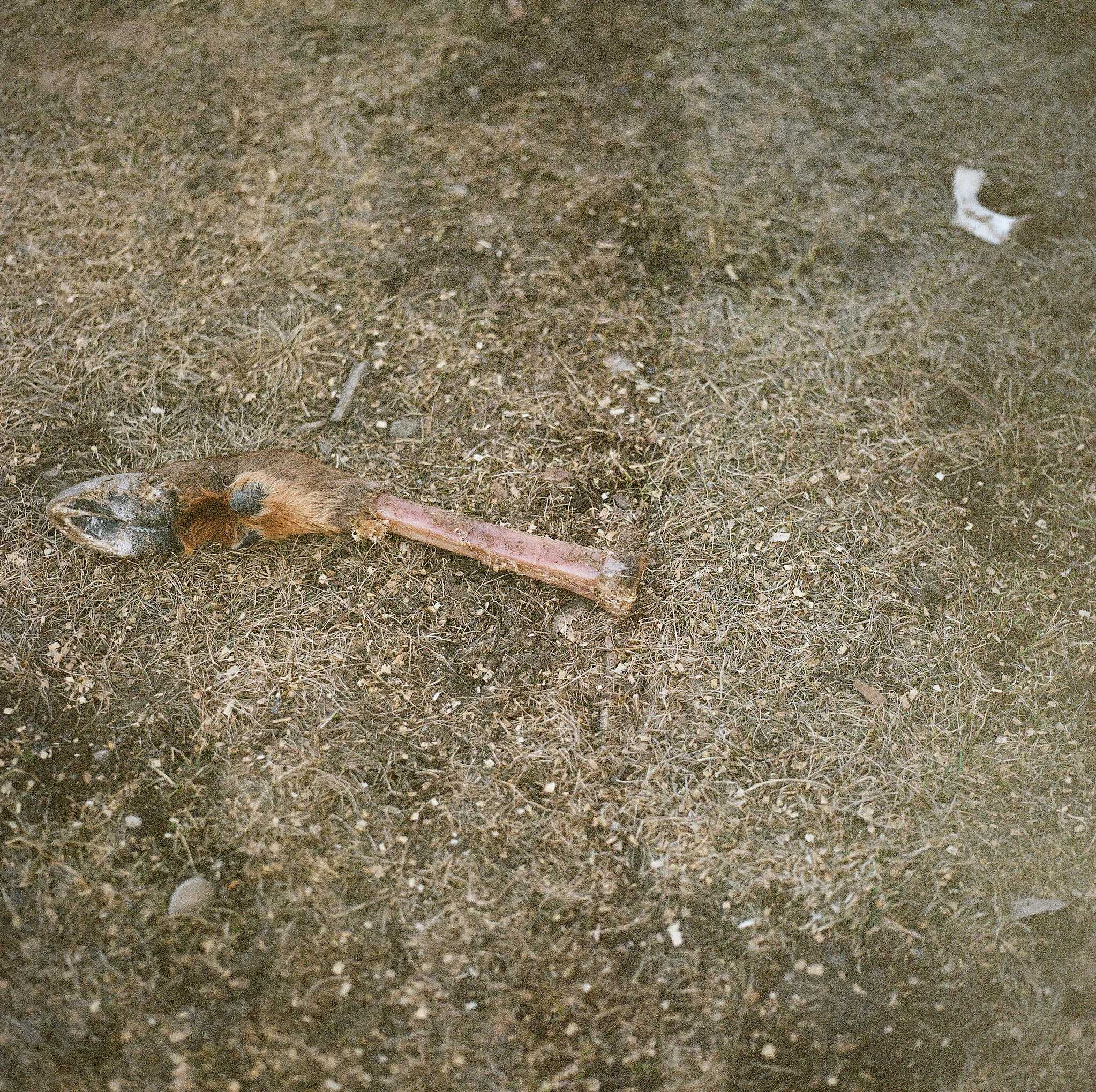 WYOMING_WINDS_FILM_GILLETT-0006.jpg