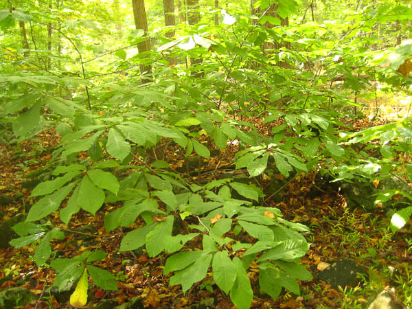 Pawpaw in the Sourlands