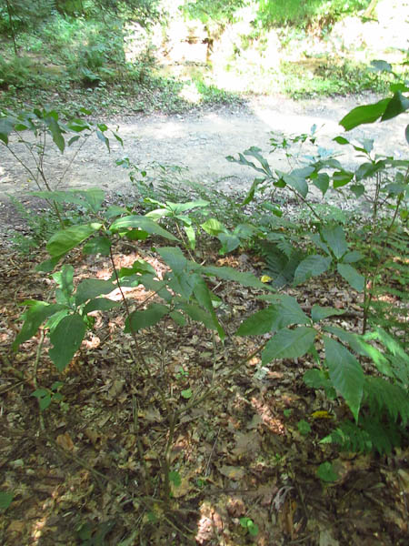 Small shoots in the shade