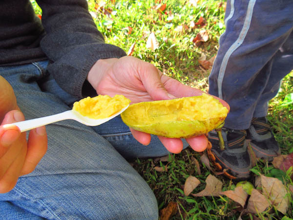 Family pawpaw feast