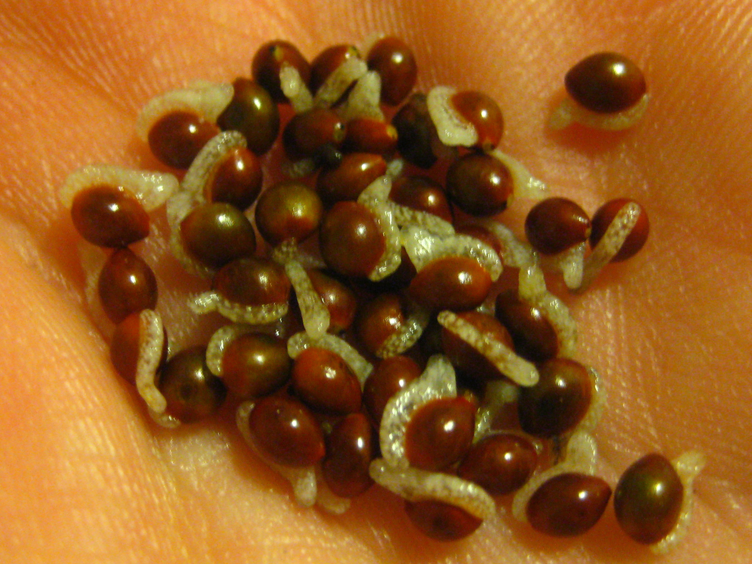 Seeds and eliaosomes of wild ginger