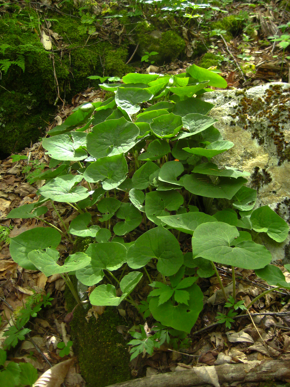 wild ginger and the sacred question — wild plant culture