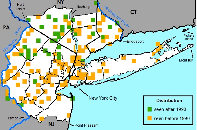 Distribution map for Ceanothus americanus, from the New York Metropolitan Flora Project