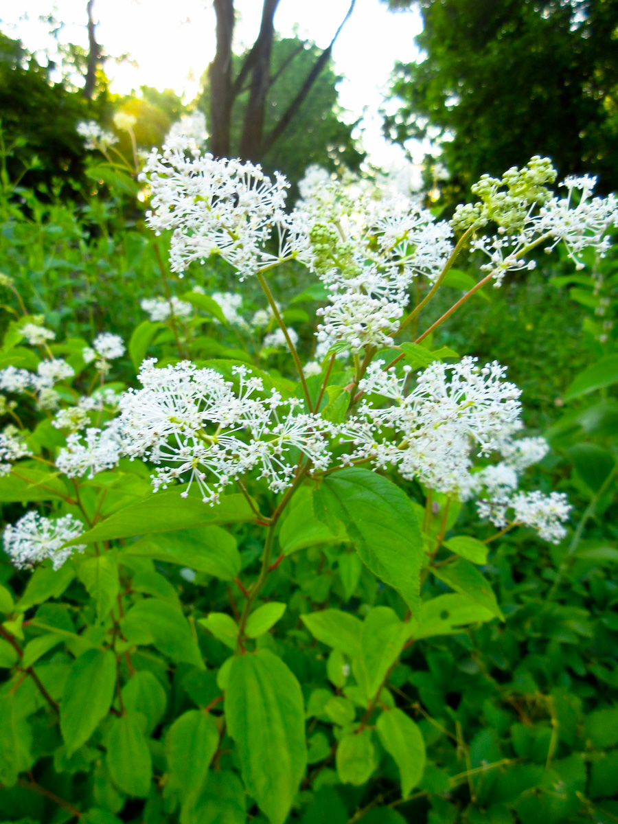 In our native permaculture garden at Wild Ridge Farm