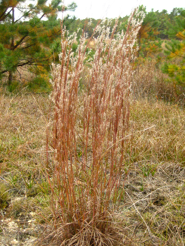 Little bluestem, NJ Pine Barrens, Franklin Parker Preserve