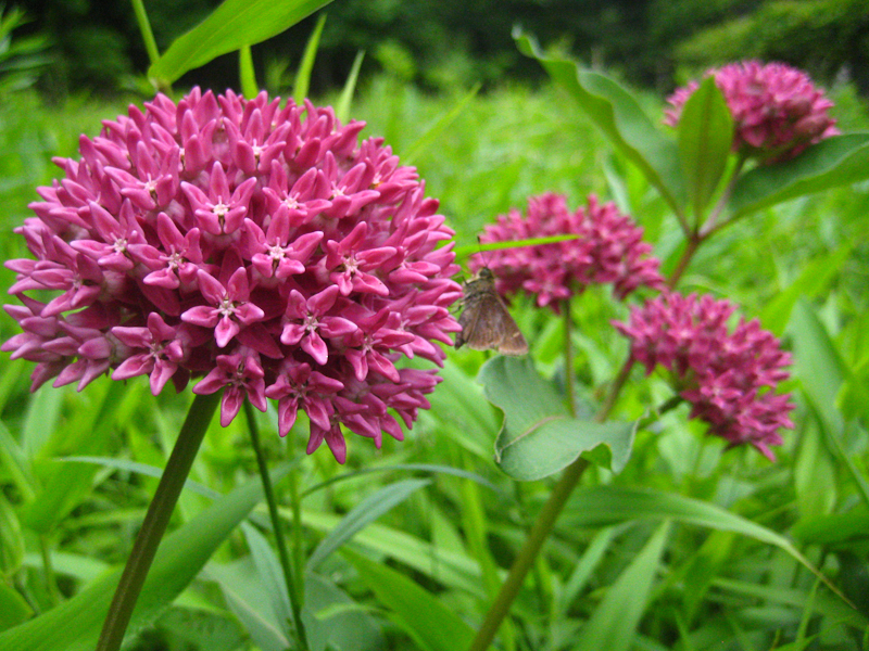 Purple milkweed in the NJ Sourland Mountains. It is also an oak savannah species in the Midwest.