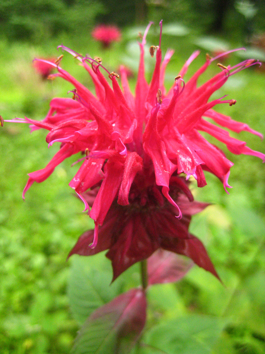 Bee balm as horticultural escape. Note the purplish tone of the flower.