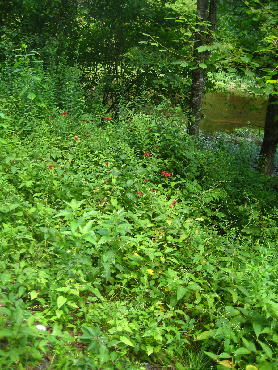 Along Dyberry Creek