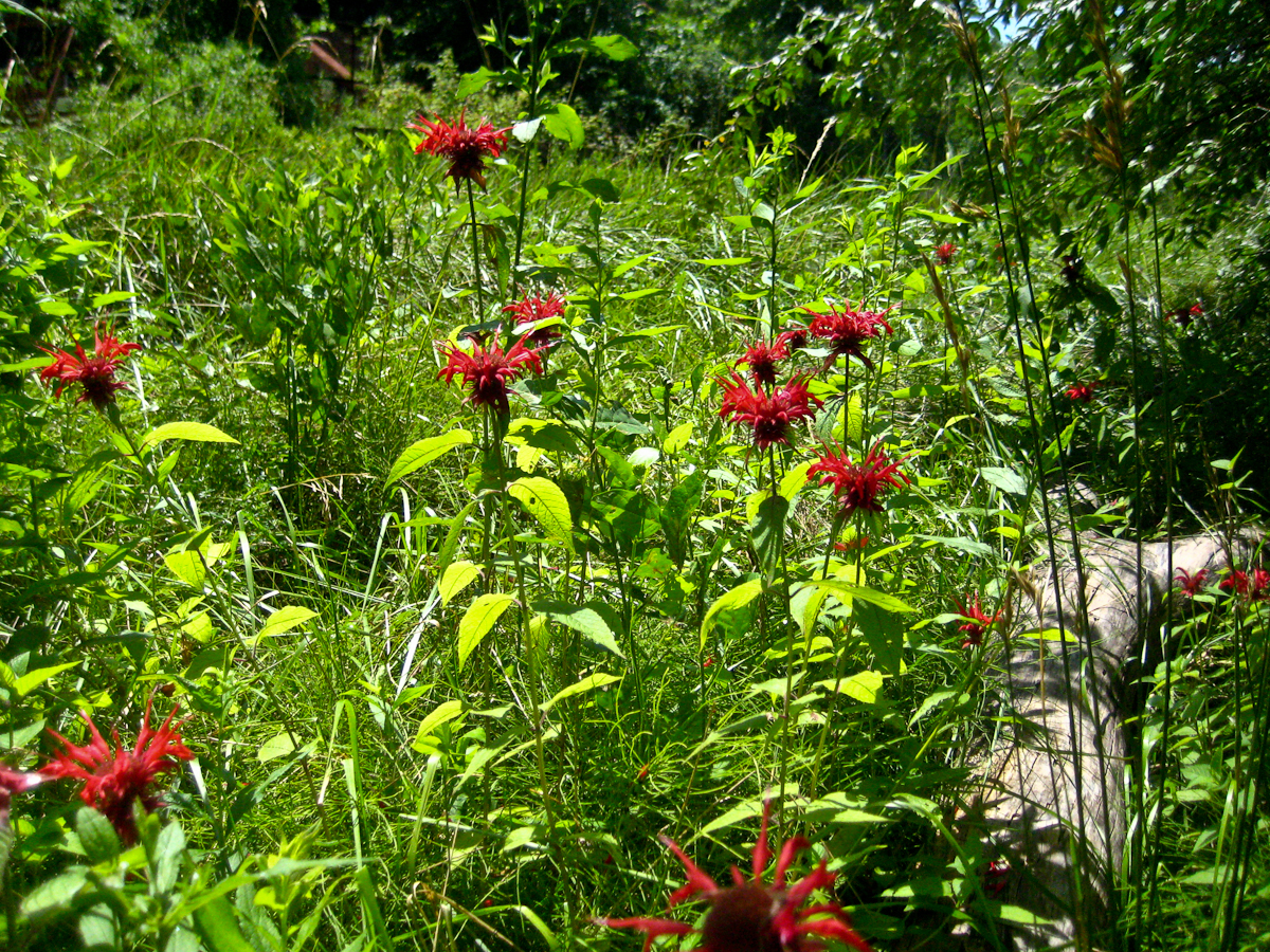 Natural (?) population in the Delaware Water Gap, NJ