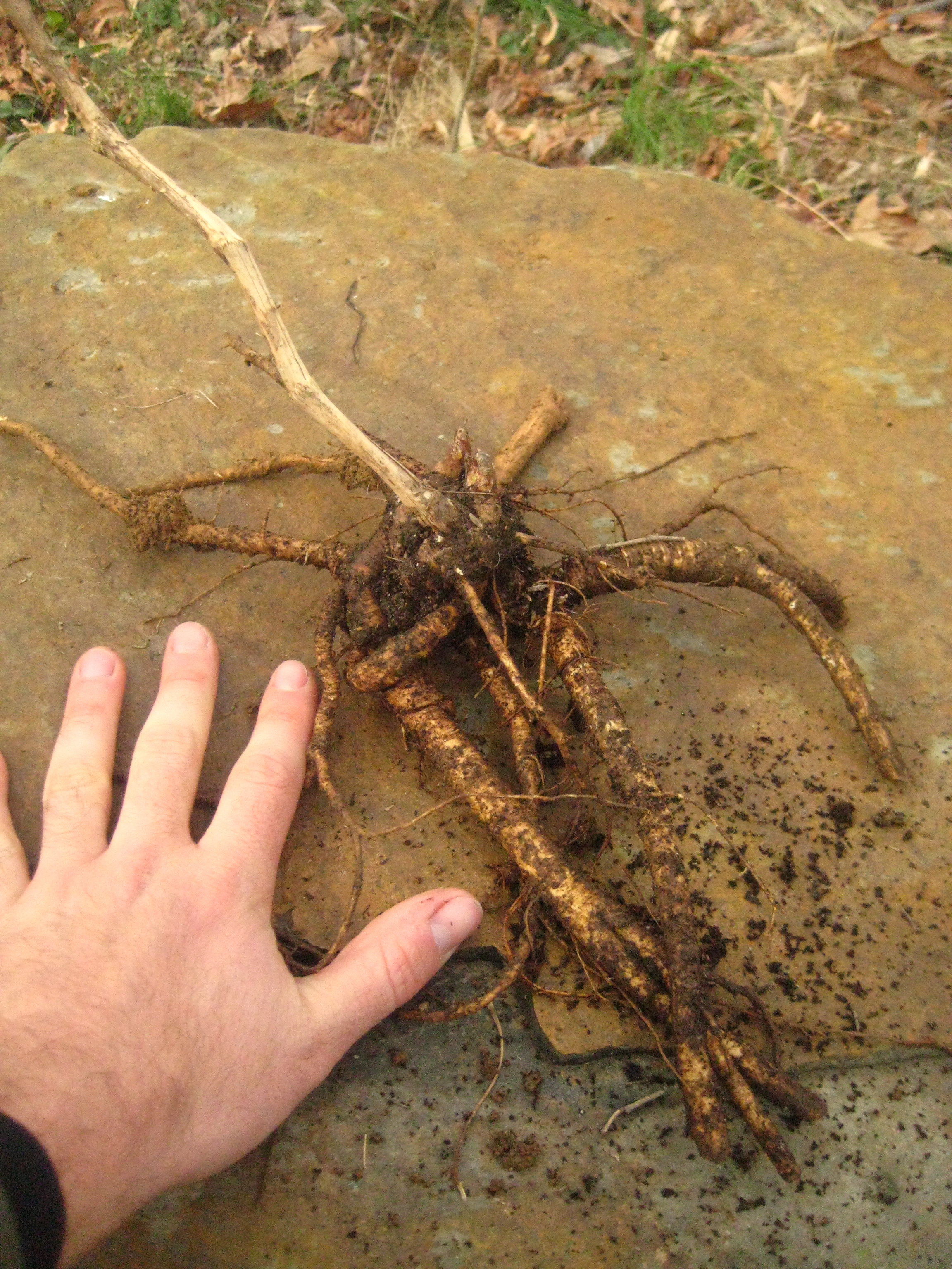 Roots of a small plant