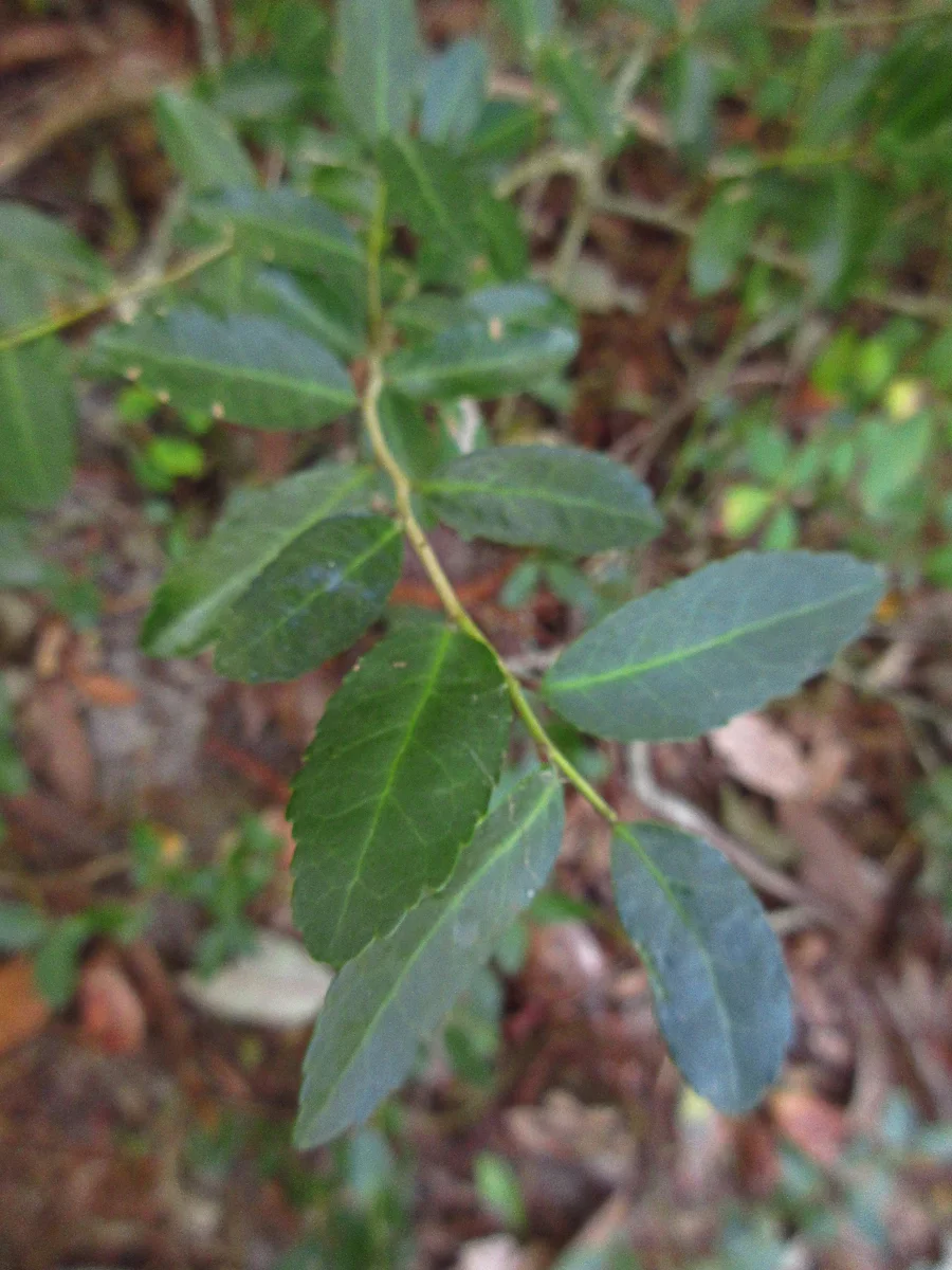Foliage of Yaupon, a native holly species