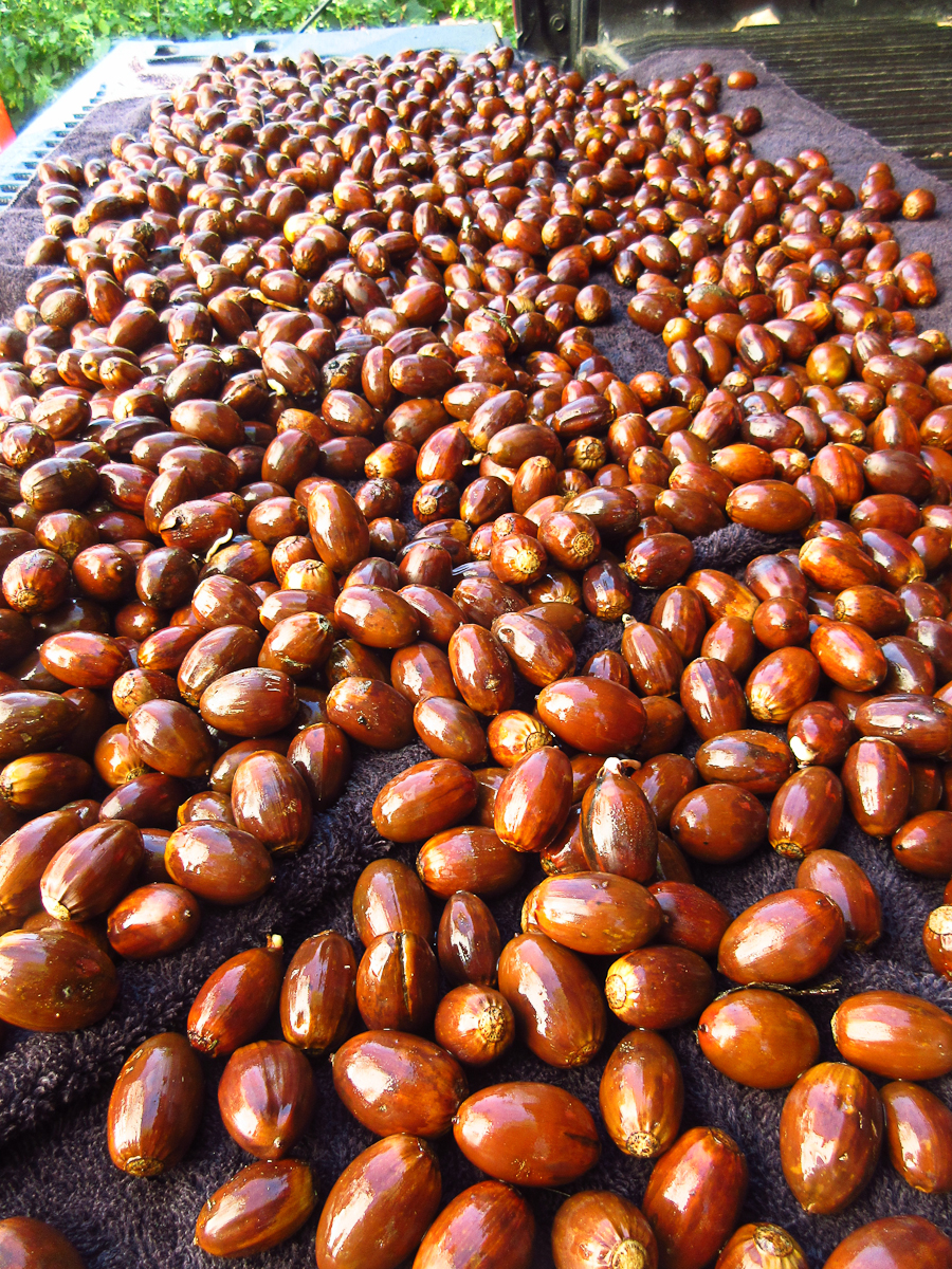 After we made the muffins, we collected a five gallon bucket worth of acorns from our neighbor's driveway